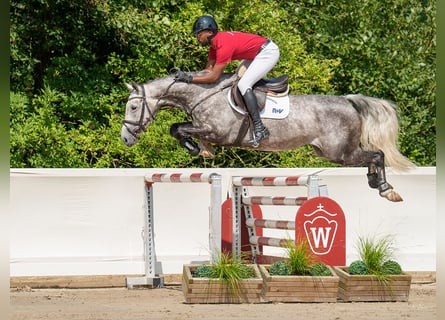 Hannoveranare, Hingst, 6 år, 165 cm, Mörkbrun