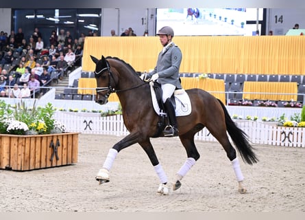 Hannoveranare, Hingst, 5 år, 168 cm, Brun
