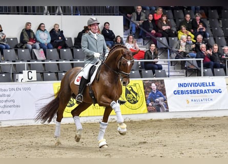 Hannoveranare, Hingst, 7 år, 175 cm, Brun