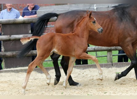 Hannoveranare, Hingst, Föl (05/2024), 168 cm, fux