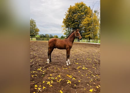 Hannoveranare, Hingst, Föl (06/2024), 168 cm, Mörkbrun