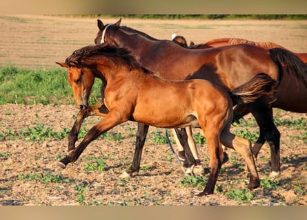 Hannoveranare, Hingst, Föl (03/2024), 170 cm, Brun