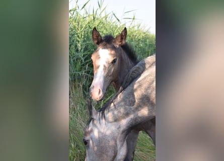 Hannoveranare, Hingst, Föl (03/2024), 170 cm, Kan vara vit