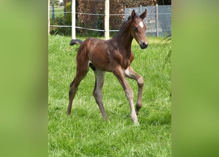 Hannoveranare, Hingst, Föl (04/2024), 170 cm, Mörkbrun