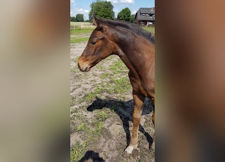 Hannoveranare, Hingst, Föl (03/2024), 172 cm, Brun