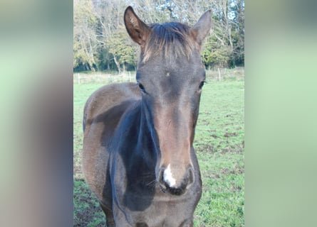 Hannoveranare, Hingst, Föl (03/2024), 172 cm, Mörkbrun