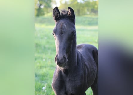 Hannoveranare, Hingst, Föl (04/2024), 172 cm, Svart