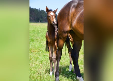 Hannoveranare, Hingst, Föl (04/2024), 174 cm, Mörkbrun