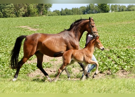 Hannoveranare, Hingst, Föl (06/2024), Brun