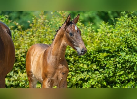 Hannoveranare, Hingst, Föl (01/2024), Brun