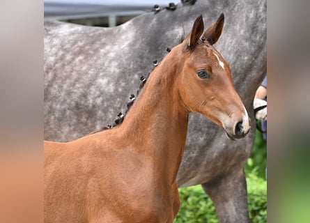 Hannoveranare, Hingst, Föl (04/2024), Brun