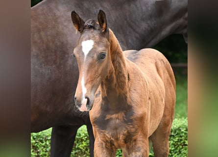 Hannoveranare, Hingst, Föl (04/2024), Brun