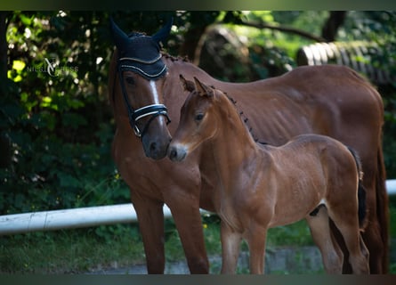 Hannoveranare, Hingst, Föl (05/2024), Brun