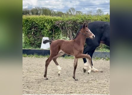 Hannoveranare, Hingst, Föl (05/2024), Brun