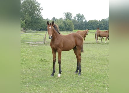 Hannoveranare, Hingst, Föl (04/2024), Brun