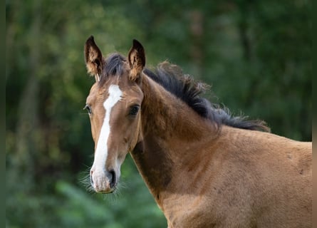 Hannoveranare, Hingst, Föl (05/2024), Brun