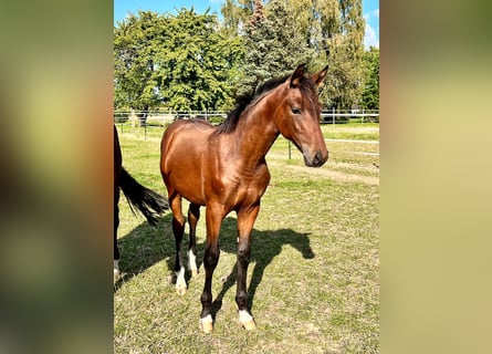 Hannoveranare, Hingst, Föl (04/2024), Brun