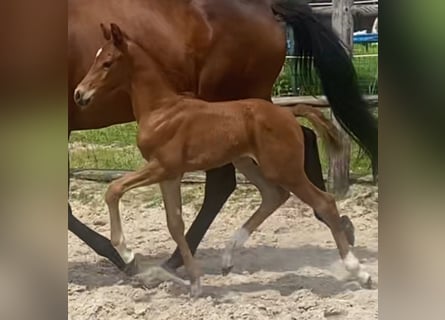 Hannoveranare, Hingst, Föl (06/2024), fux