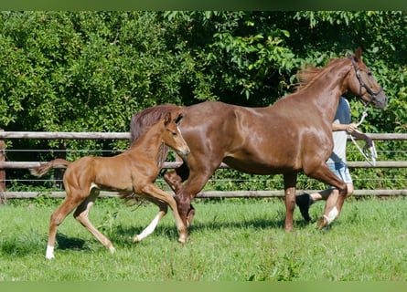 Hannoveranare, Hingst, Föl (06/2024), fux