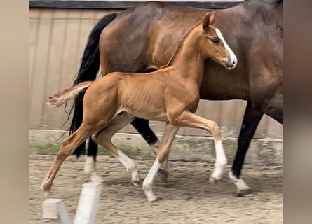 Hannoveranare, Hingst, Föl (06/2024), Fux