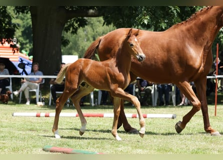 Hannoveranare, Hingst, Föl (06/2024), fux