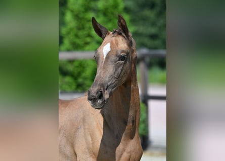 Hannoveranare, Hingst, Föl (05/2024), Grå-röd-brun