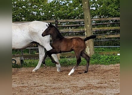 Hannoveranare, Hingst, Föl (04/2024), Kan vara vit