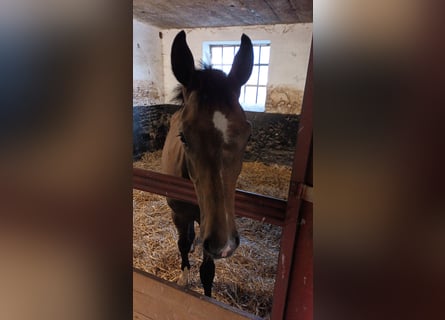 Hannoveranare, Hingst, Föl (03/2024), Kan vara vit