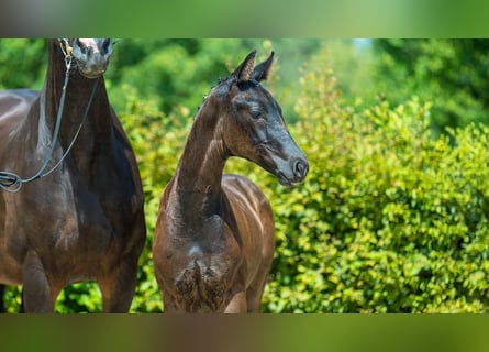 Hannoveranare, Hingst, Föl (01/2024), Mörkbrun