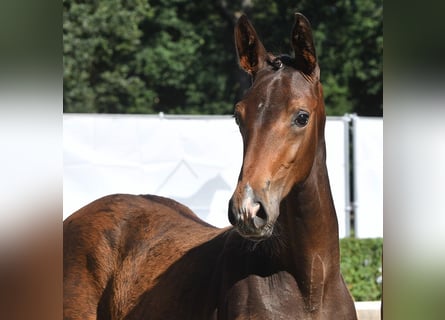 Hannoveranare, Hingst, Föl (04/2024), Mörkbrun