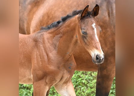 Hannoveranare, Hingst, Föl (06/2024), Mörkbrun