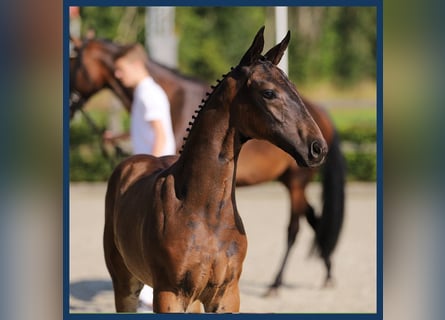 Hannoveranare, Hingst, Föl (05/2024), Mörkbrun