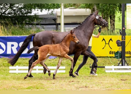 Hannoveranare, Hingst, Föl (06/2024), Mörkbrun