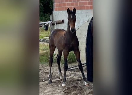 Hannoveranare, Hingst, Föl (05/2024), Mörkbrun