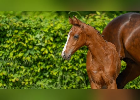 Hannoveranare, Hingst, Föl (03/2024), Mörkbrun