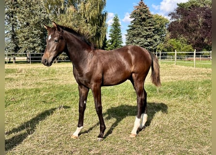 Hannoveranare, Hingst, Föl (04/2024), Mörkbrun