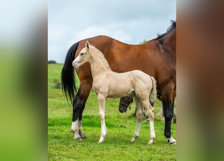 Hannoveranare Blandning, Hingst, Föl (06/2024), Palomino