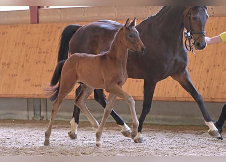 Hannoveranare, Hingst, Föl (04/2024), Rökfärgad svart