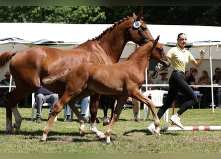 Hannoveranare, Hingst, Föl (04/2024)