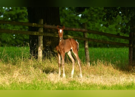 Hannoveranare, Hingst, Föl (06/2024)