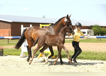 Hannoveranare, Hingst, Föl (05/2024), Svart