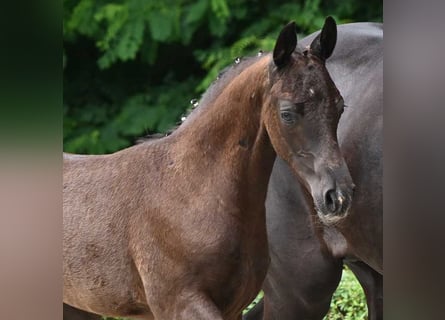 Hannoveranare, Hingst, Föl (05/2024), Svart