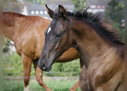 Hannoveranare, Hingst, Föl (04/2024), Svart