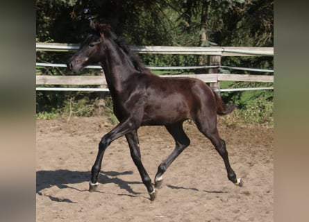 Hannoveranare, Hingst, Föl (05/2024), Svart