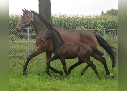 Hannoveranare, Hingst, Föl (05/2024), Svart