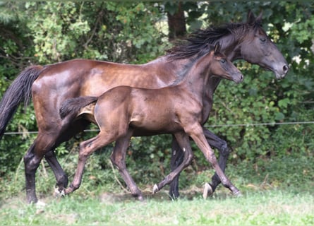 Hannoveranare, Hingst, Föl (05/2024), Svart