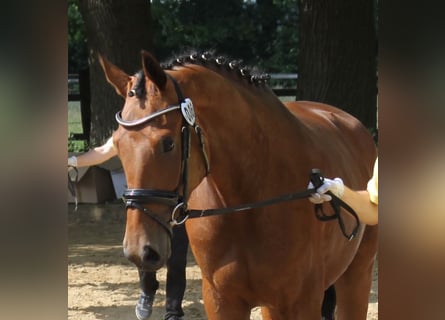 Hannoveranare, Sto, 10 år, 172 cm, Brun