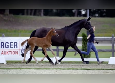 Hannoveranare, Sto, 12 år, 174 cm, Svart