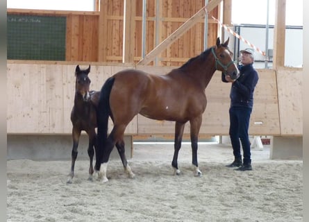Hannoveranare, Sto, 16 år, 167 cm, Brun