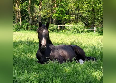 Hannoveranare, Sto, 1 år, 168 cm, Grå-mörk-brun